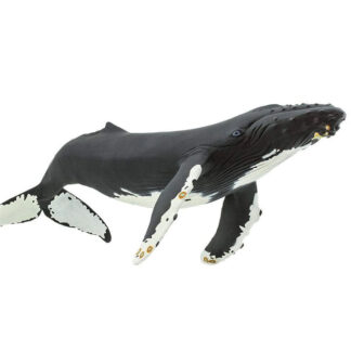 ballena jorobada