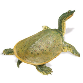 tortuga de caparazón blando
