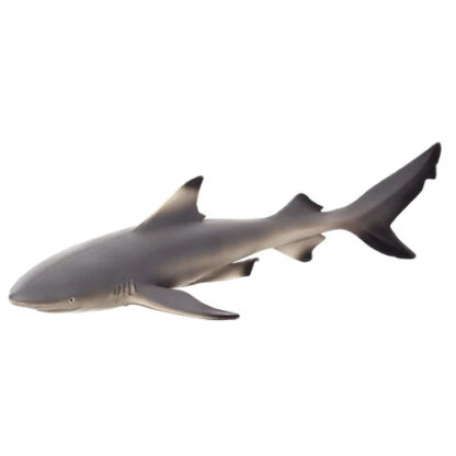 tiburón punta negra
