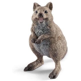 quokka