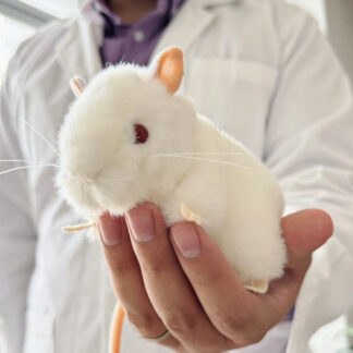 ratón de laboratorio