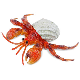 cangrejo ermitaño terrestre