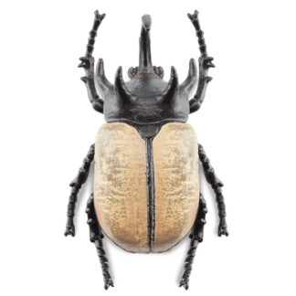 escarabajo rinoceronte de cinco cuernos