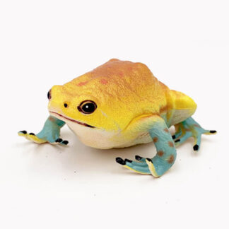 rana de boca estrecha