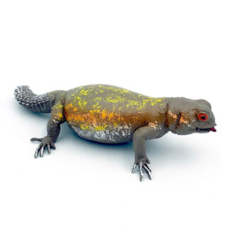 lagarto de cola espinosa