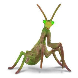 mantis religiosa