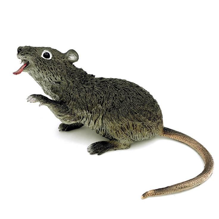 rata