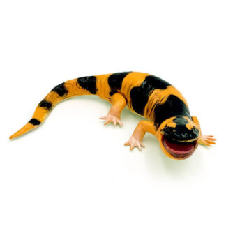 salamandra tigre