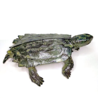 tortuga hoja