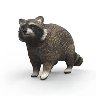 mapache