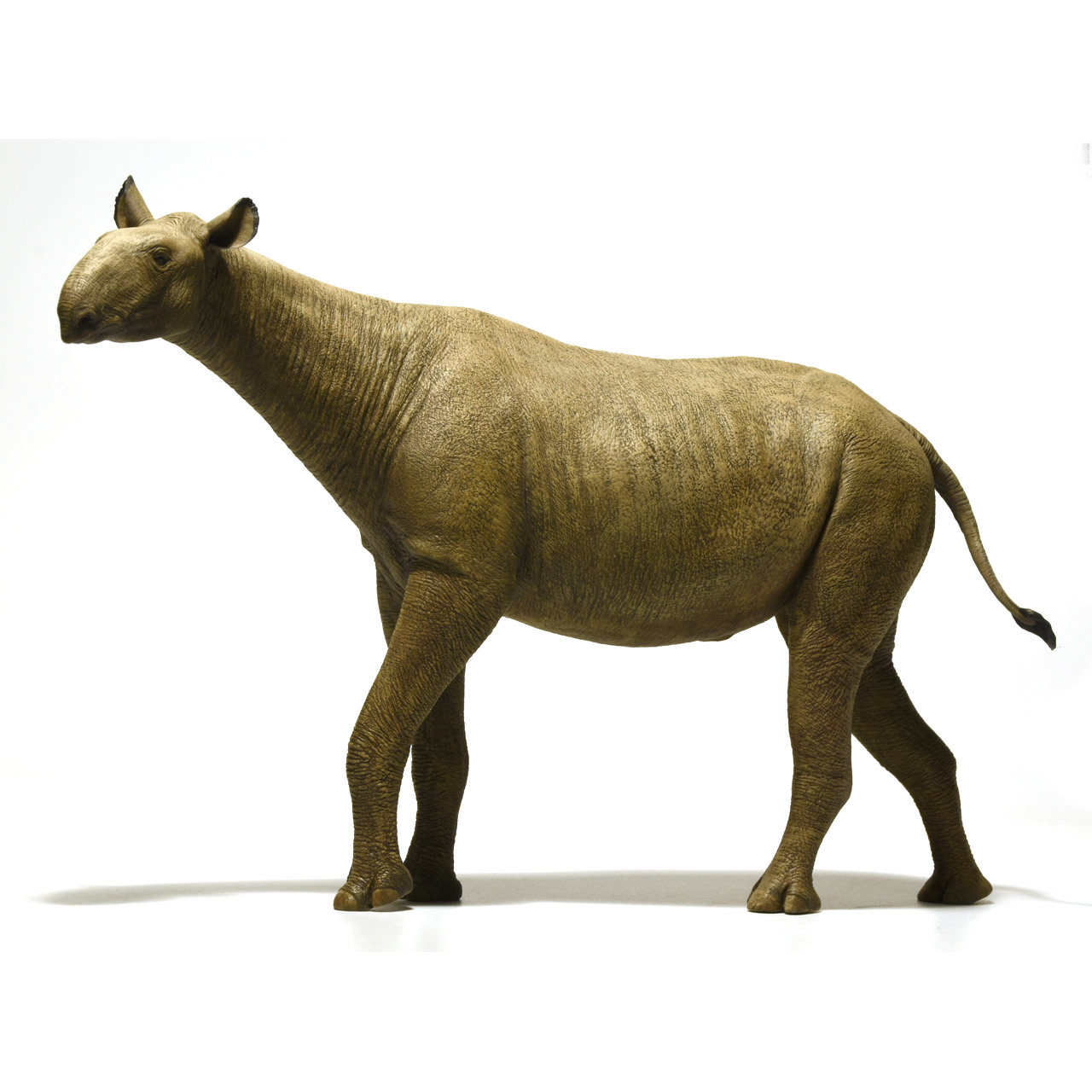 Paraceratherium