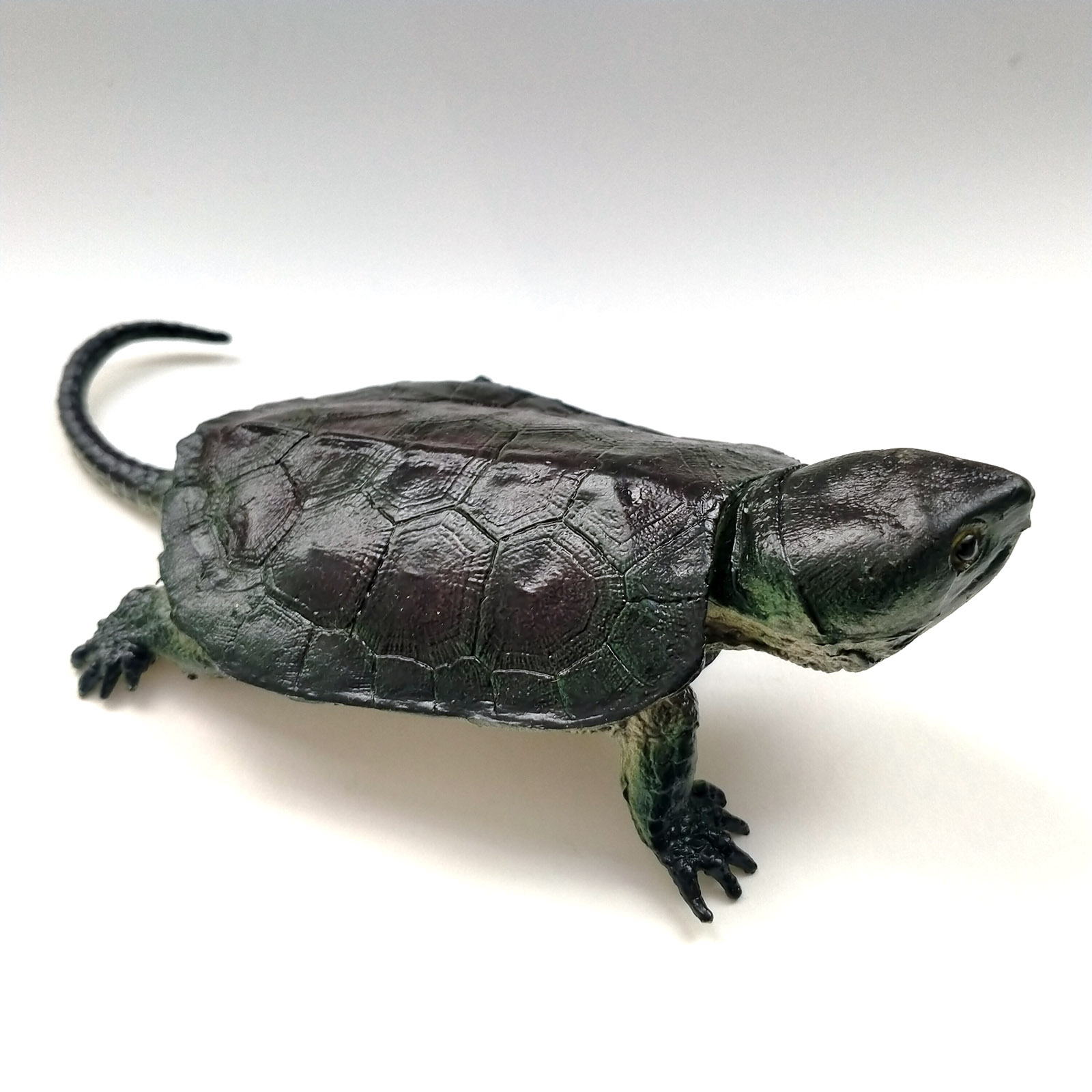 tortuga cabezona