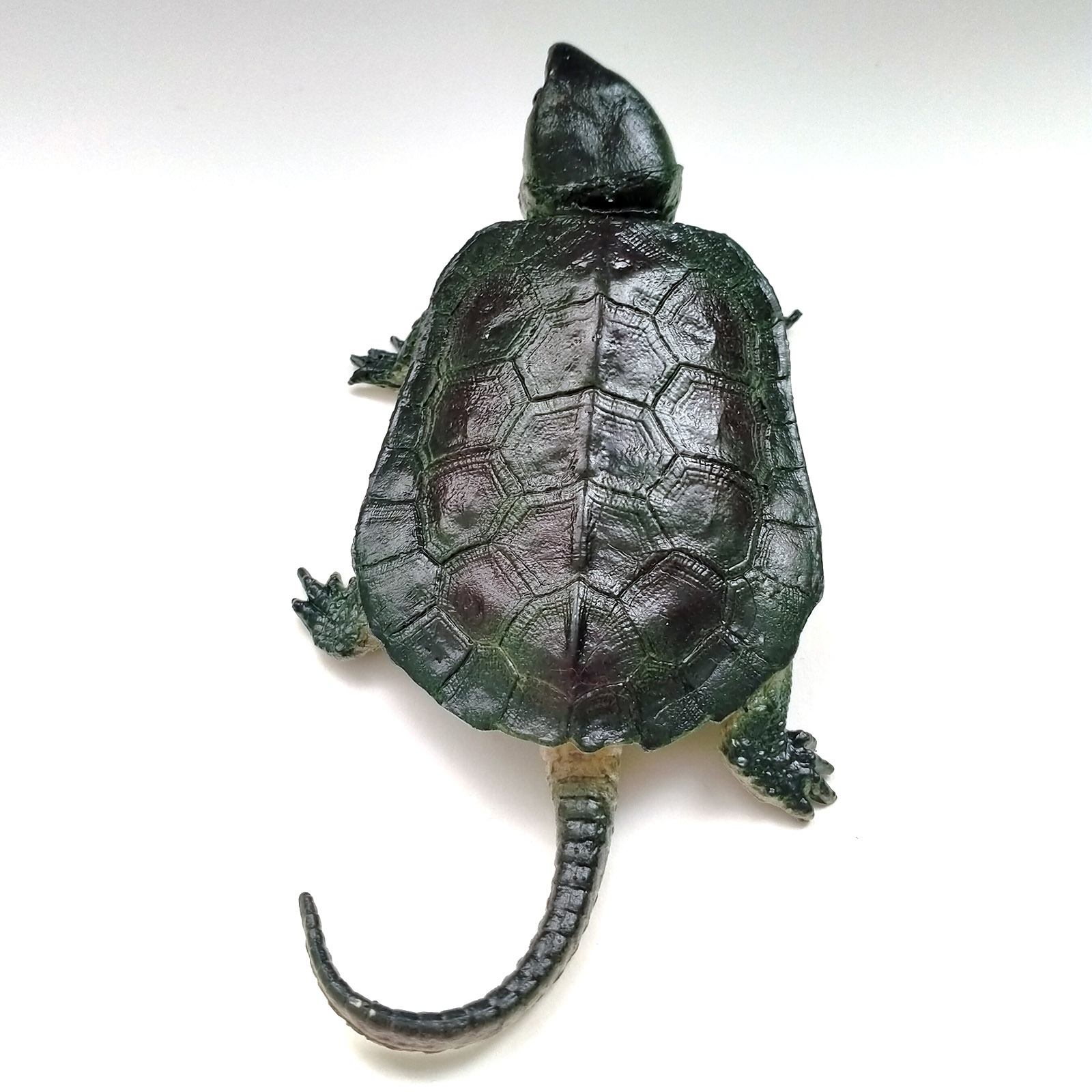 tortuga cabezona