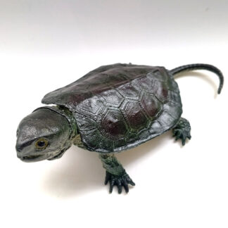tortuga cabezona