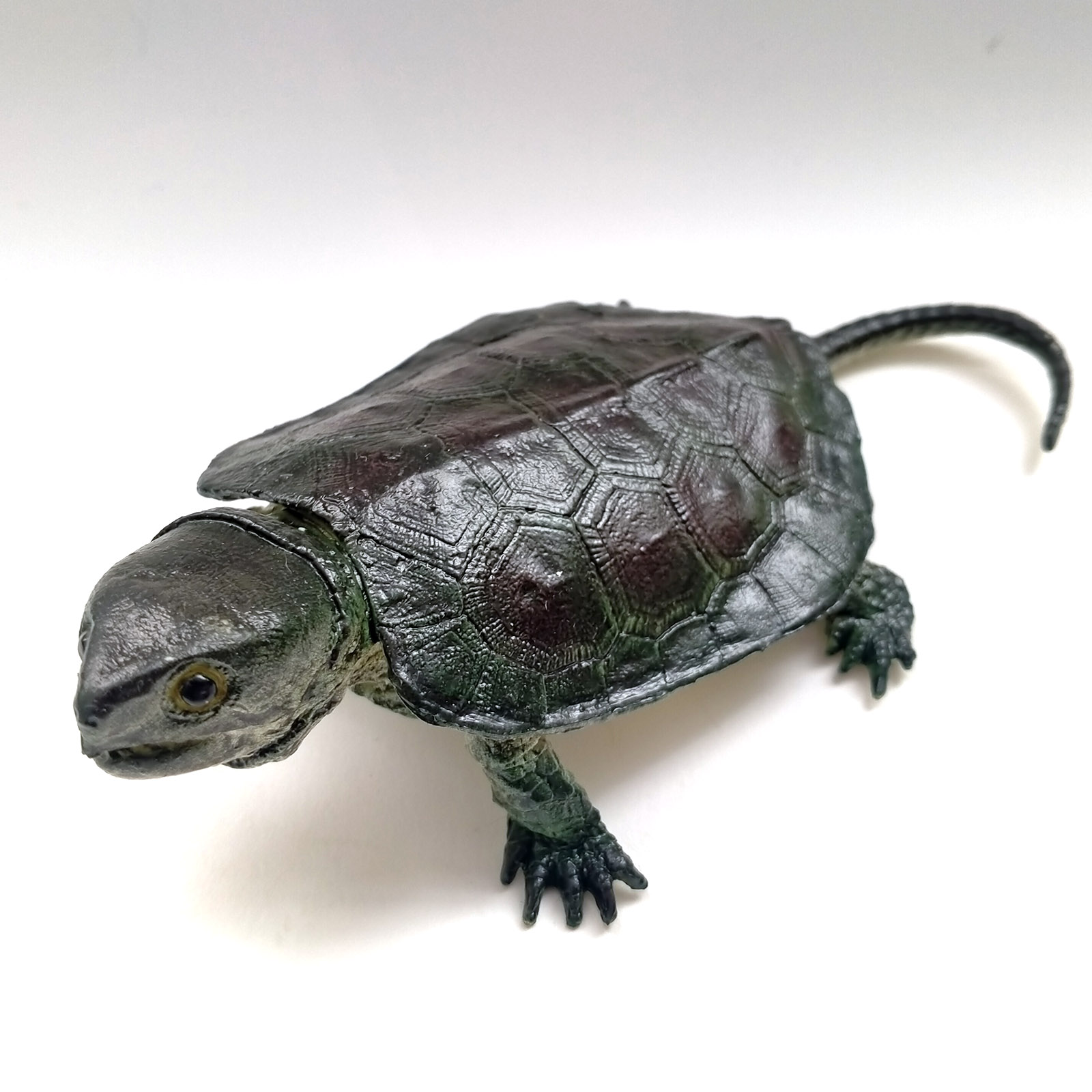 tortuga cabezona