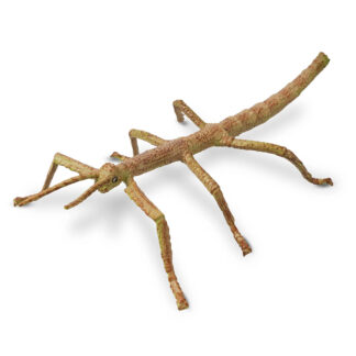insecto palo