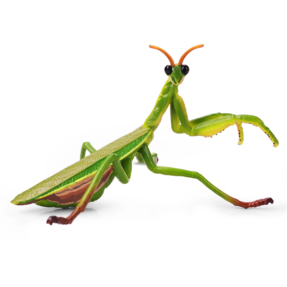 mantis china