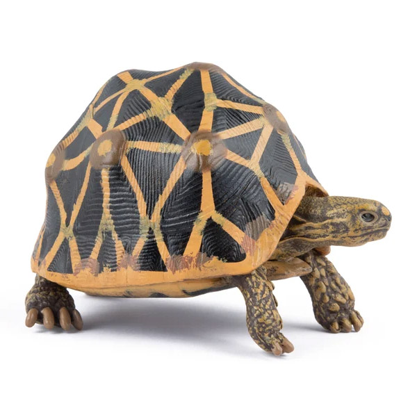 tortuga estrellada