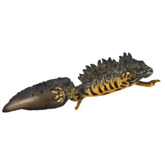 tritón crestado del norte