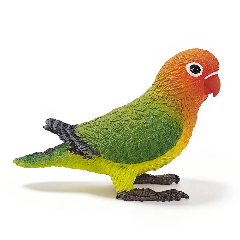agapornis de Fischer
