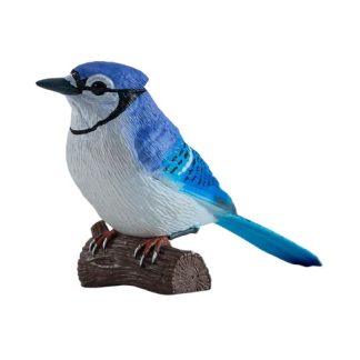 arrendajo azul