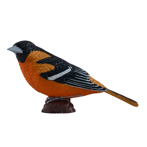 turpial de Baltimore